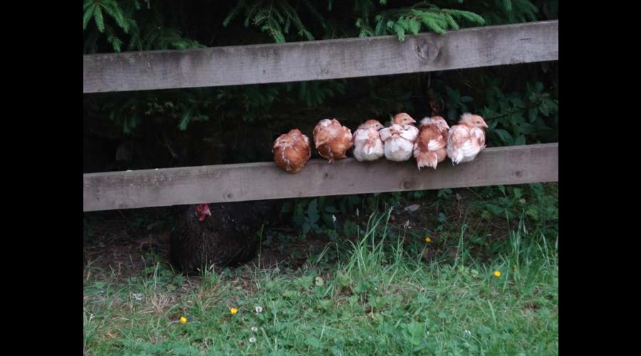 Easter Chicks