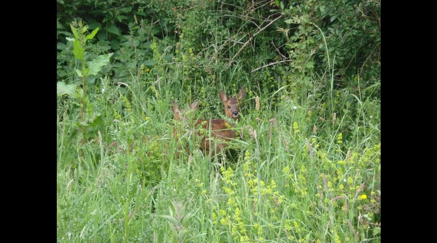 Deer in field