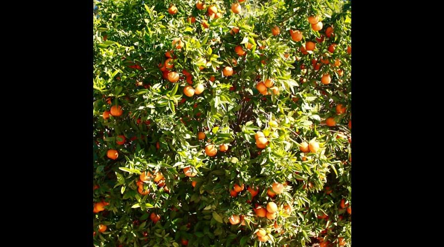 Your own oranges trees in El Parral's garden