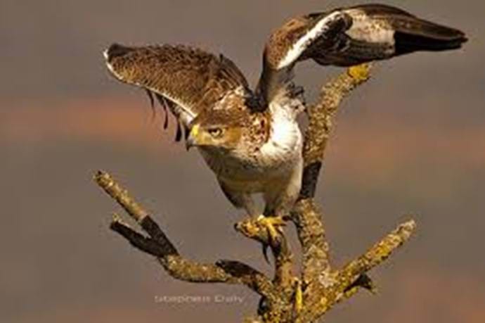 Bonelis Eagle