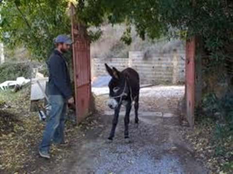 Baby donkey Serra da Monchique