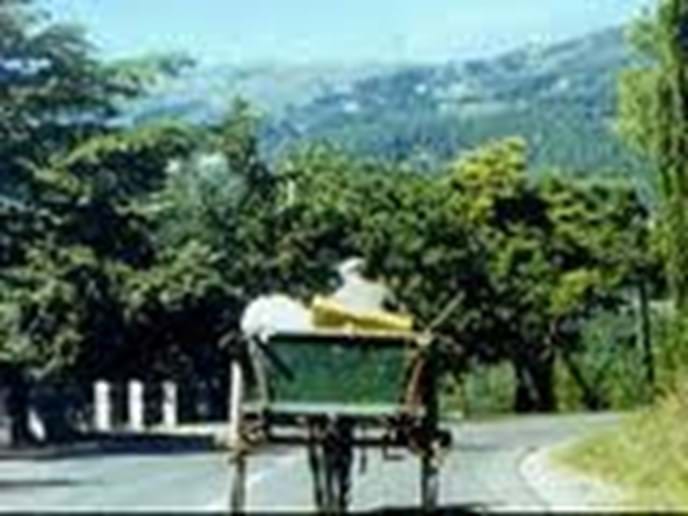 Local with Donkey cart