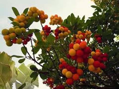 Arbutus berries with which to make Medronho