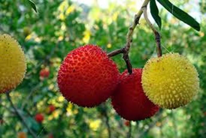 Arbutus berries for Medronho