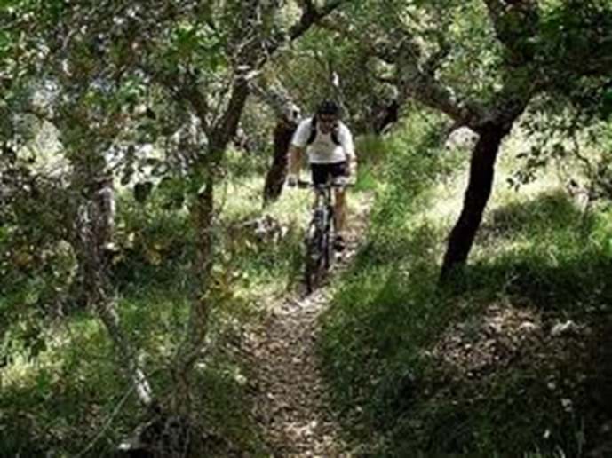 Cycling through cork oaks