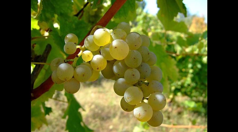 The many wines of the Loire region