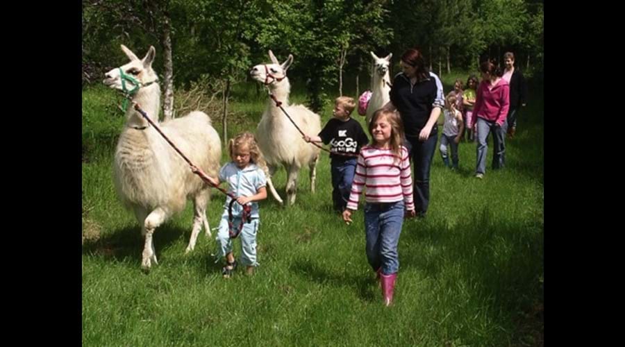 Llama trekking