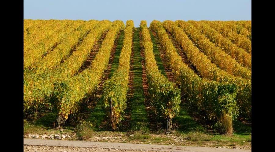 The vines of the Loire
