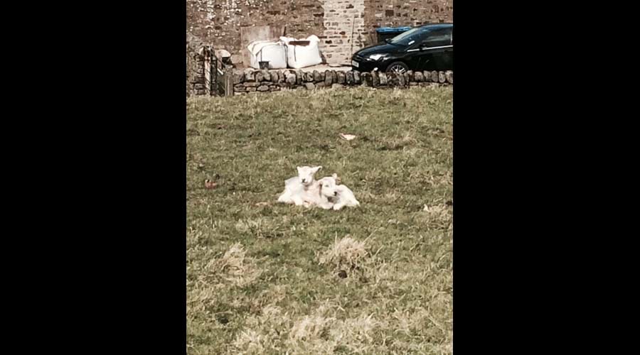 During lambing in spring, lambs and thier mothers are often in the field behind the cottage