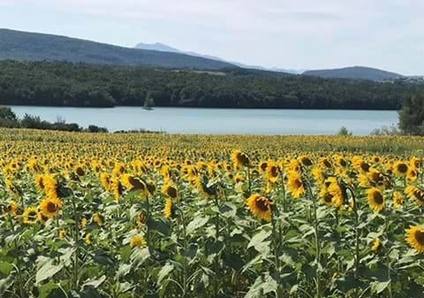 Lac Montbel near Gîtes de Montcabirol