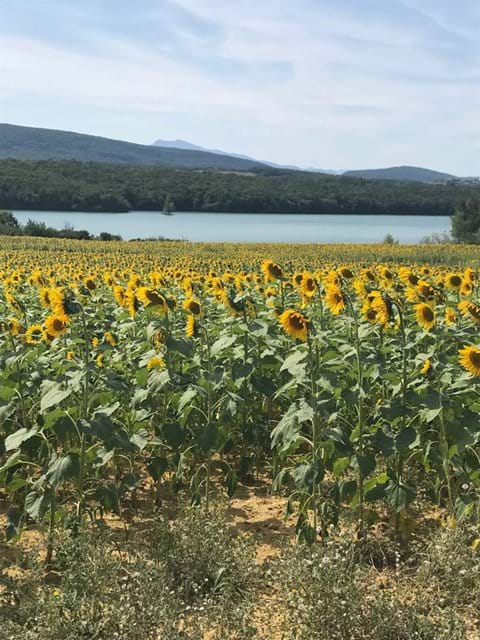 Lac de Montbel