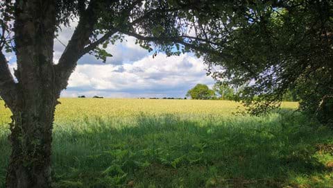 Cornfields behind trees under blue cloudy skies