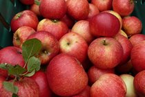 Smeale Farm Discovery apples.