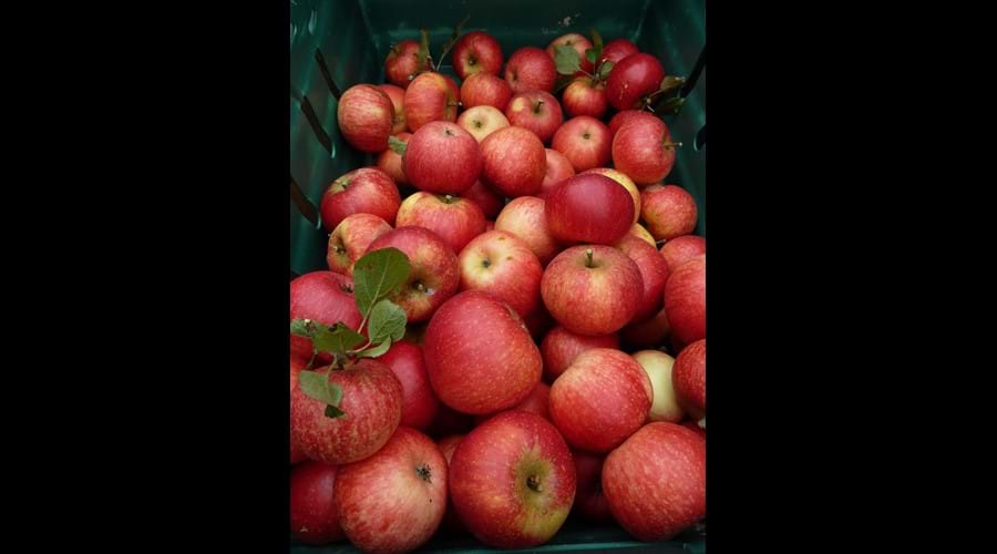 Smeale Farm Discovery apples.