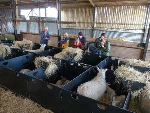 Always lots of interest in our "lambing live" sessions in March