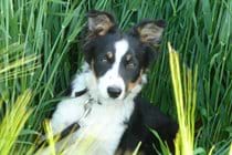 Meg as a pup.