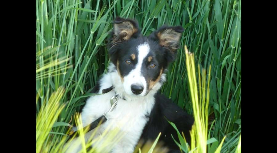 Meg as a pup.