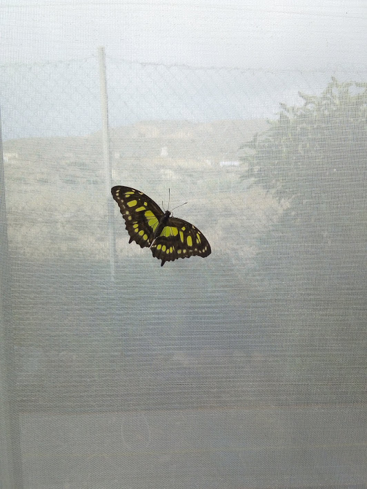 One of the butterfly farm