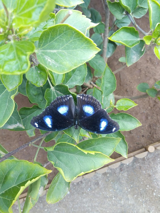One of the inmates of the Butterfly Farm