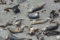 Wild grey seal colony, Mutton Cove
