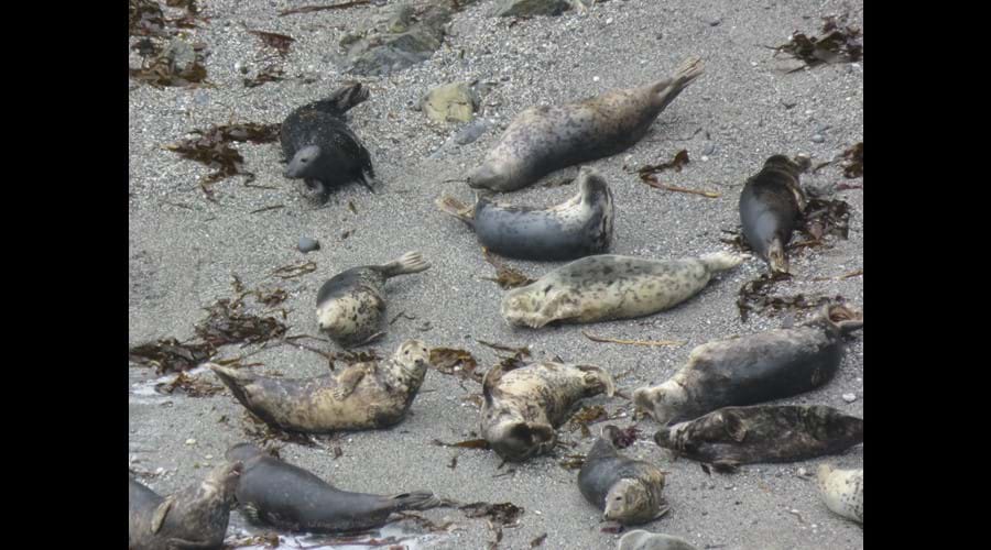 Wild grey seal colony, Mutton Cove