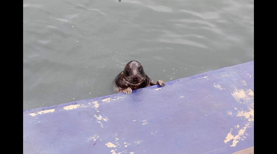 Cornwal Seal Sanctury