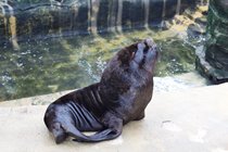 Cornwal Seal Sanctury
