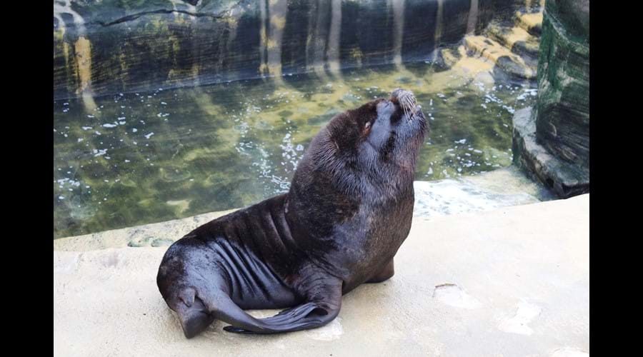 Cornwal Seal Sanctury