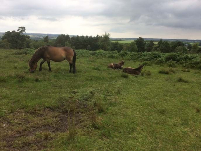 Exmoor ponies on Haddon Hill