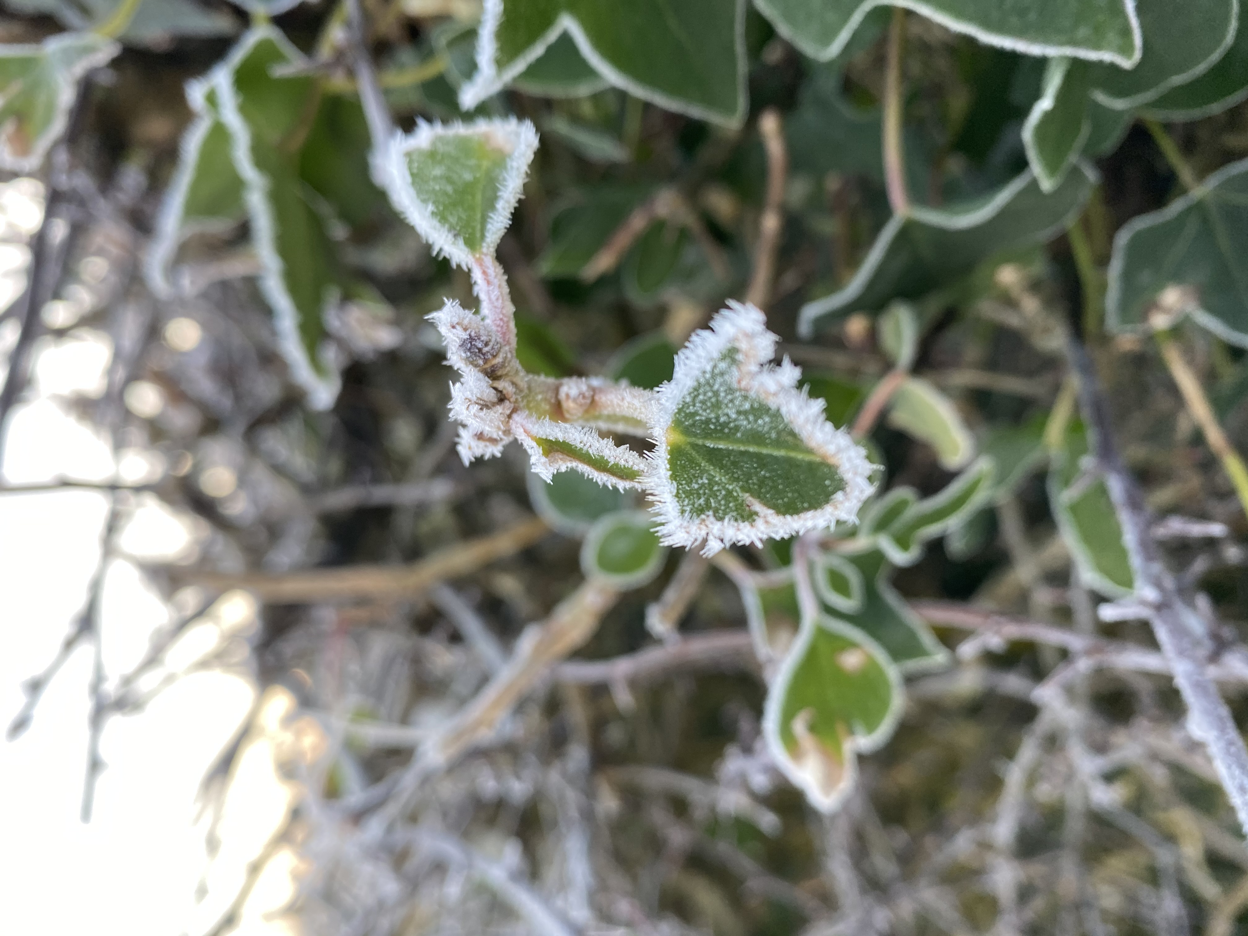  A Touch of Frost