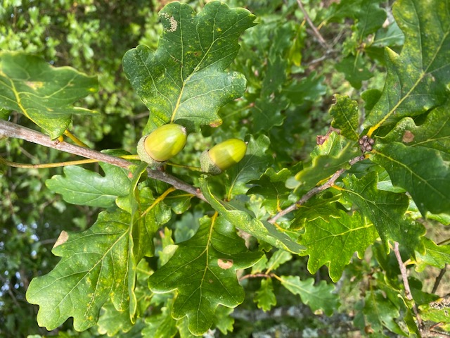 Autumn Acorns