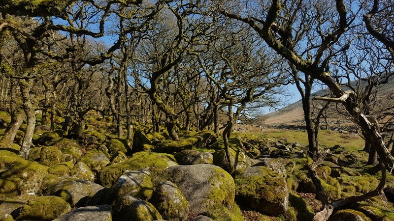 Black-a-Copse Nature Reserve