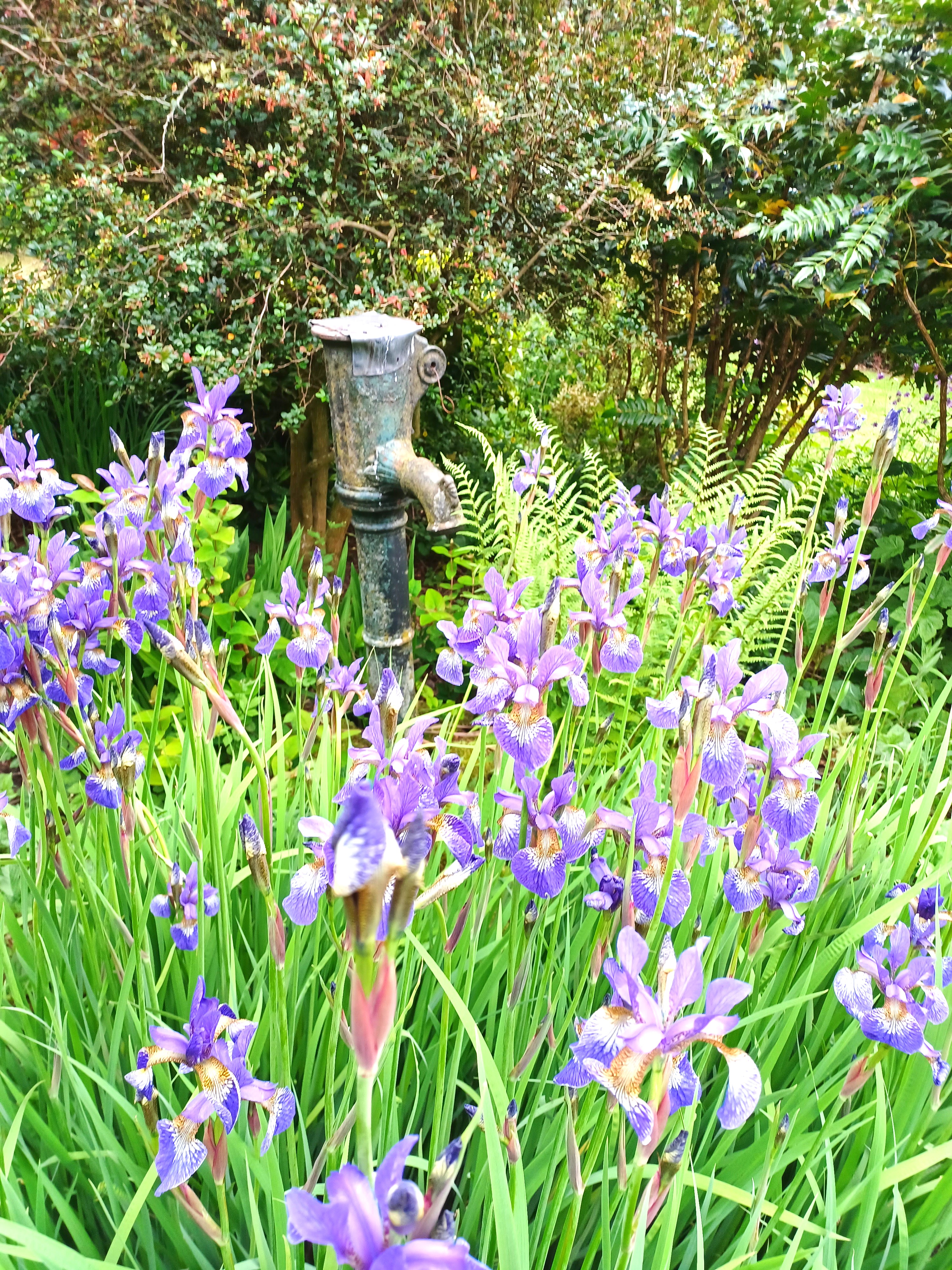 Irises in the garden.