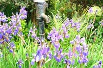 Irises in the garden.