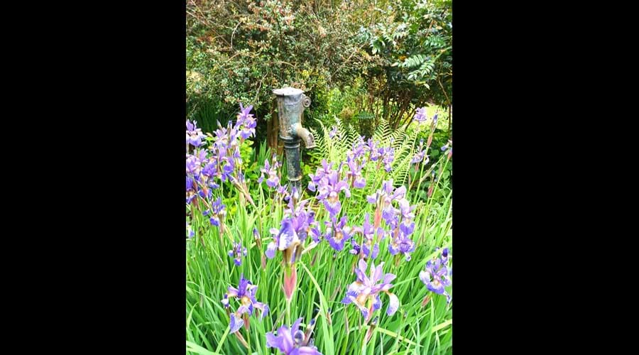 Irises in the garden.