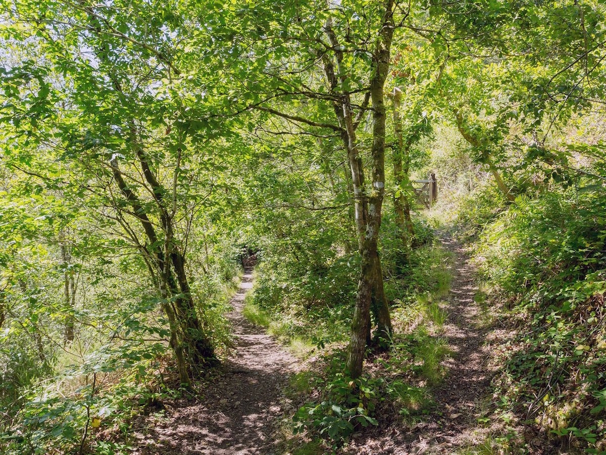 Woodland paths at Okel Tor Mine