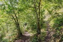 Woodland paths at Okel Tor Mine