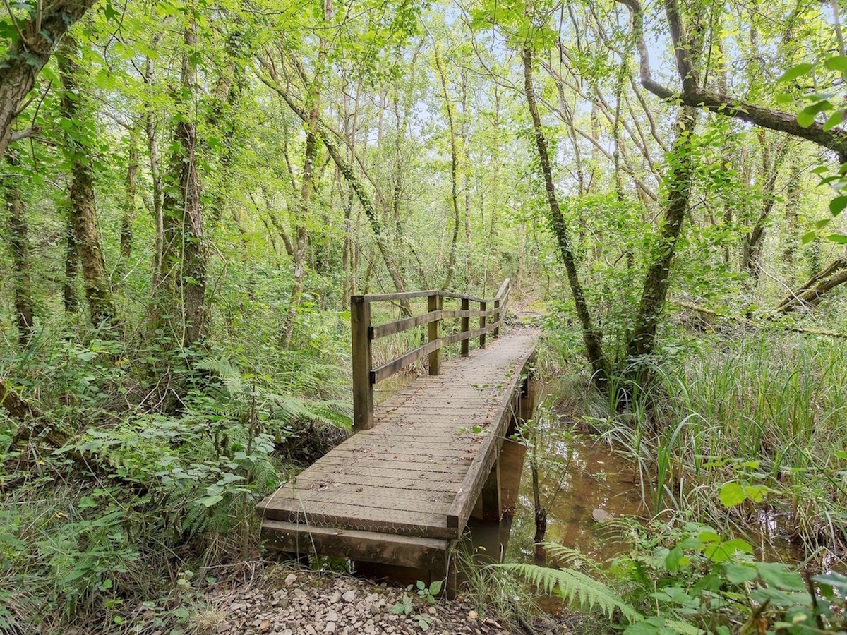 Boardwalks across wet woodland & reed bed