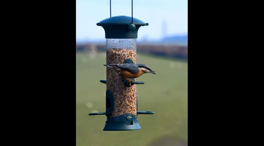 Nuthatch from the sitting room window