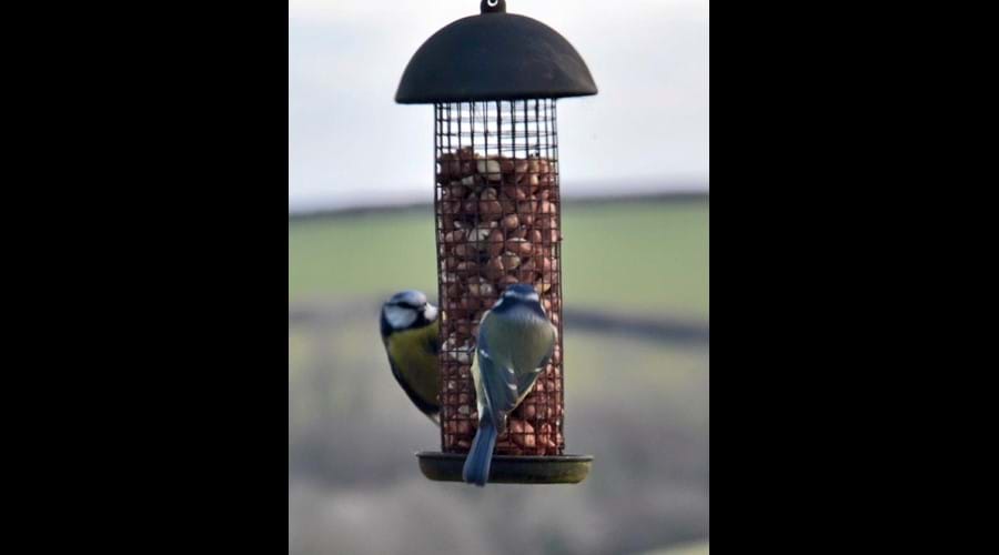 Lunch for our feathered guests