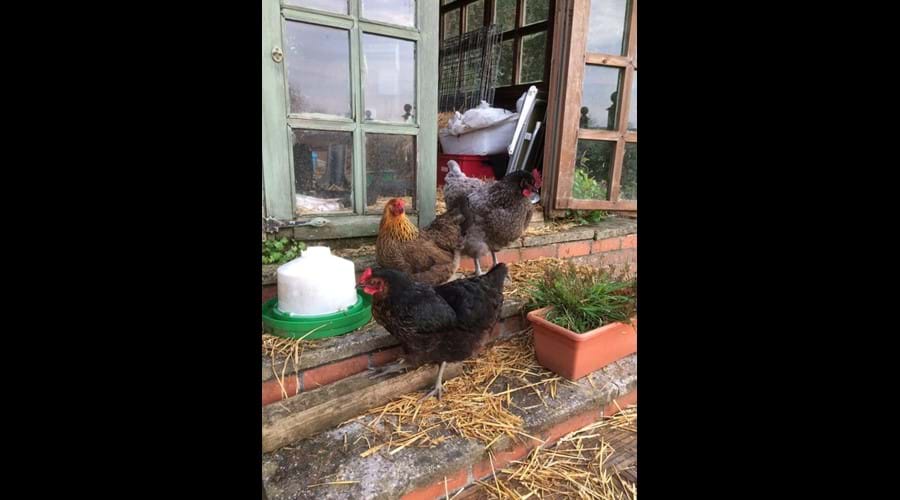 Presenting Gracie, Mavis and Mabel the free ranging hens who provide the eggs for the welcome basket