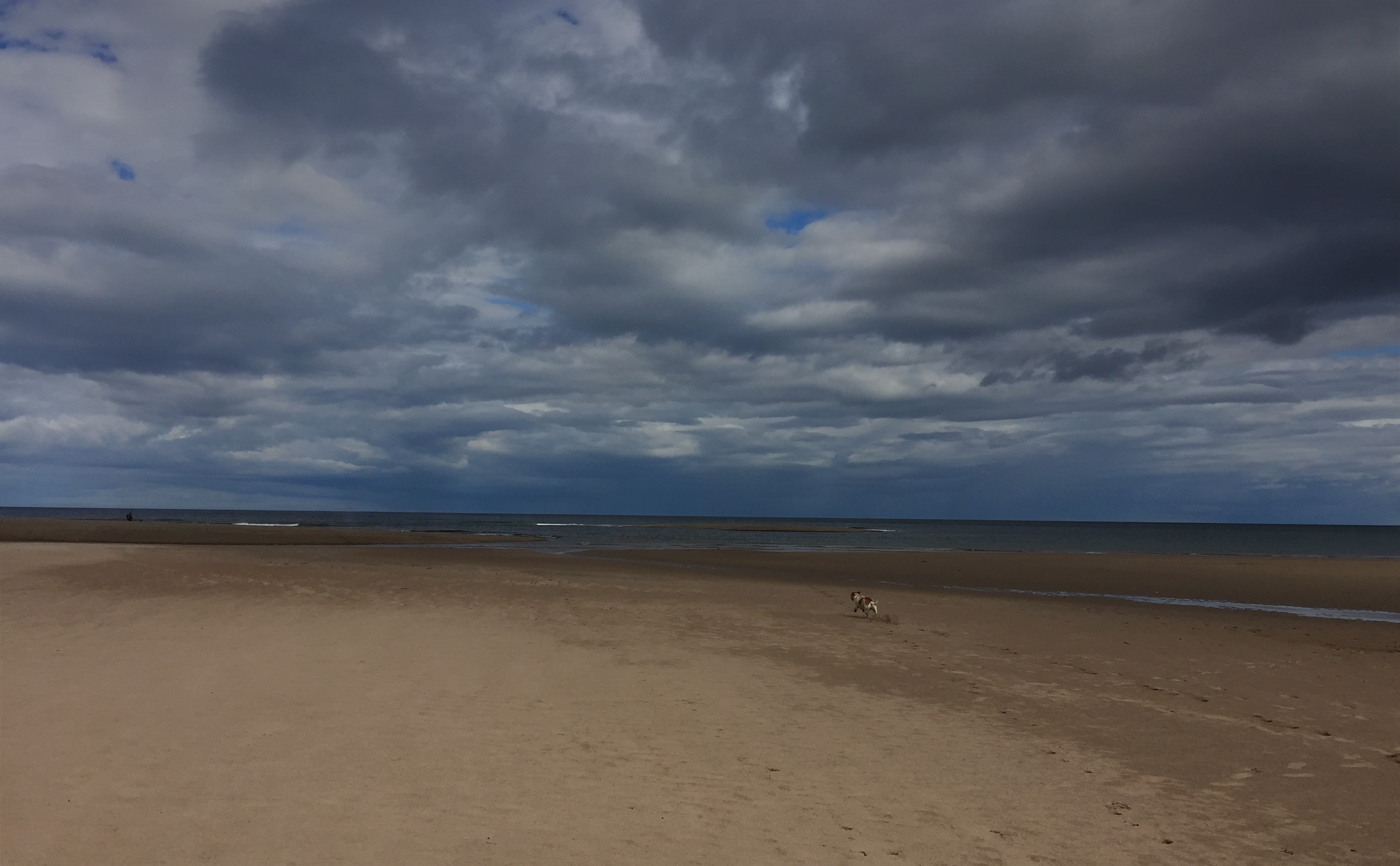 Spittal Beach, Berwick - a haven for dogs and their owners