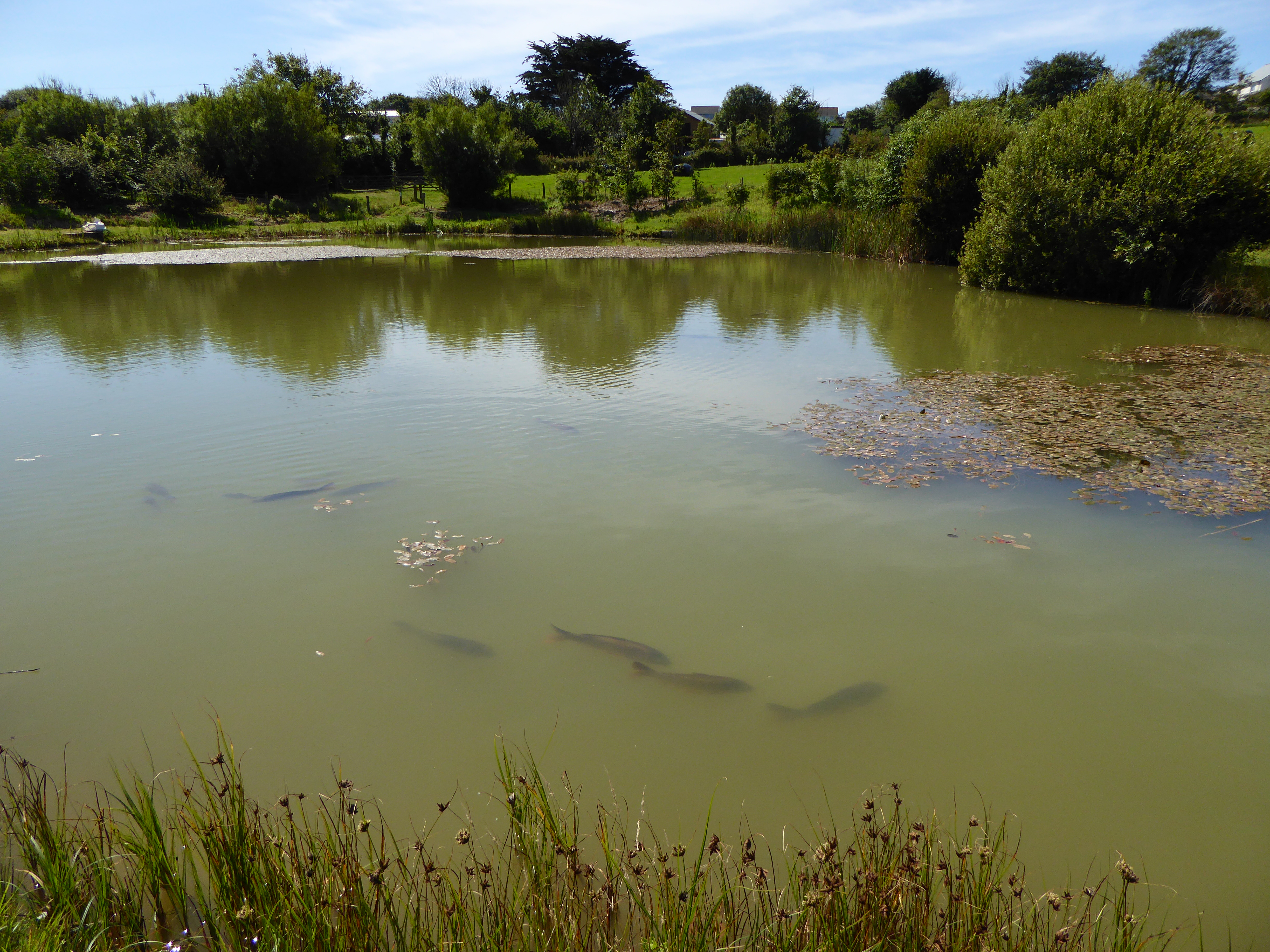 Something to carp about