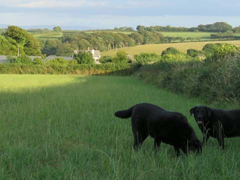 Exploring the hedgerows near the cottages
