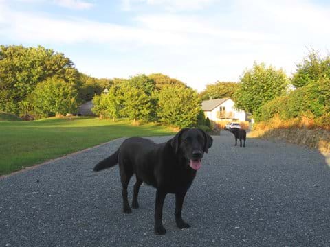 We welcome dogs of all sizes. Holly the labrador loves new friends.