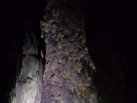 Bats inside the cave
