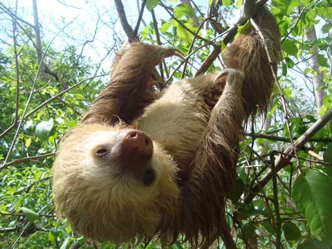 Sloth: Season from January to April