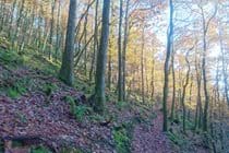 woods at the back of the cottage