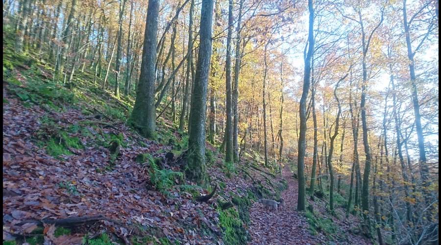 woods at the back of the cottage