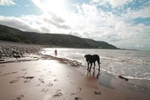 all dog friendly beaches